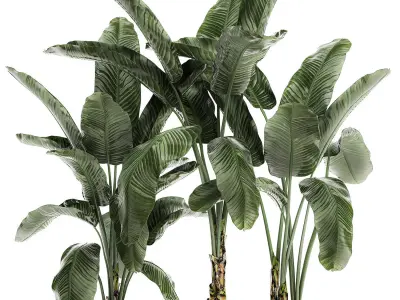 Banana in a white flowerpot for decor and interior design 512 3D model