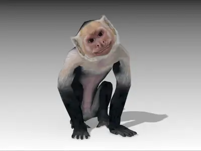 Capuchin Monkey Low-poly 3D model