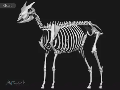 Goat skeleton 3D model