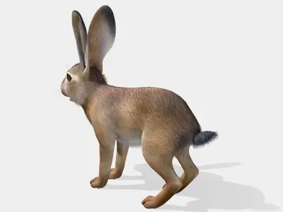 Hare - Young Low-poly 3D model