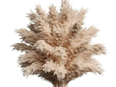 Pampas in pot 3D model