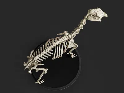 Realistic Llama Skeleton 3D model