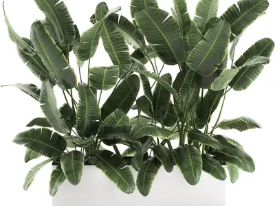 Decorative banana palms in flower pots for the interior 581 3D model