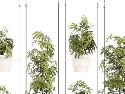 Garden shelf Of Bushes Hemp Marijuana Cannabis 3D model