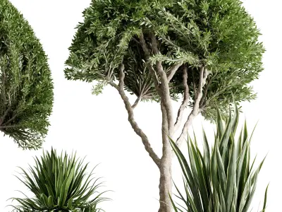 Tree Palm Dracaena in a vase ceramic - Indoor plant set 714 3D model