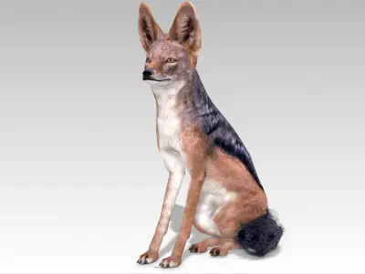 Jackal Low-poly 3D model