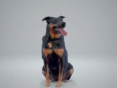 Sitting Dog Dog0001-HD2-P01-S 3D model