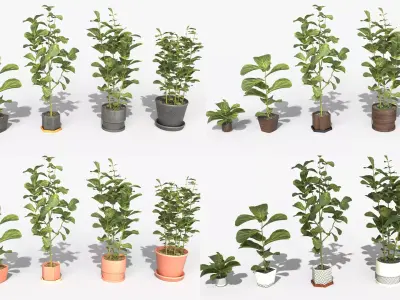 Collection of Ficus Lyrata - Plants Vol 07 Low-poly 3D model