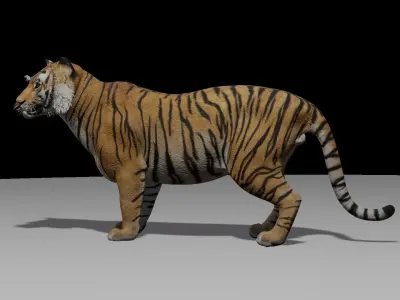 Tiger with animation 3D model