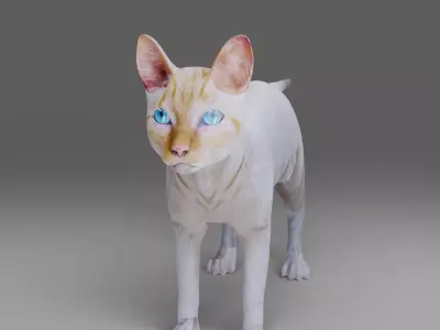 Cat White NO Rigged in Blender Low-poly 3D model