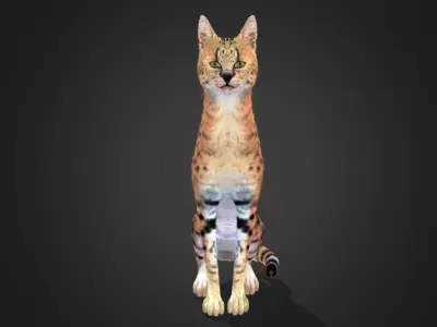 Serval - Cat Realistic Animated 3D model