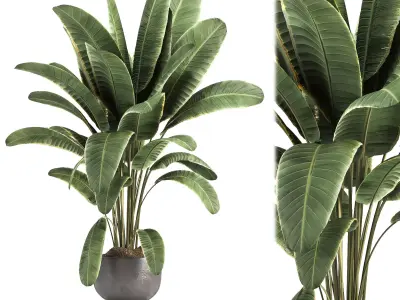 indoor plant 08 3D model