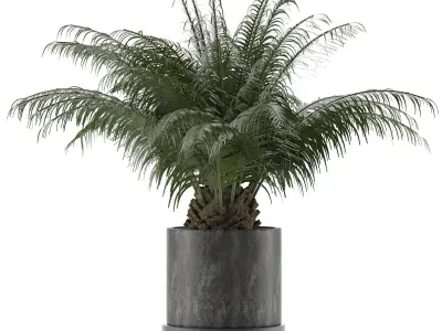 House Plant 32 3D model