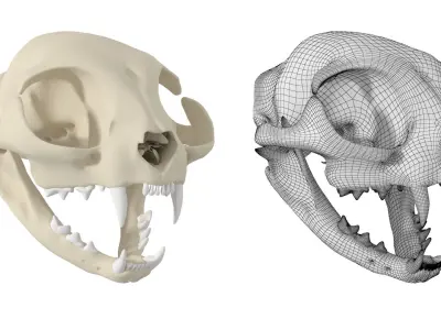 Cat Skull 3D model