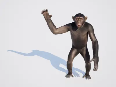 Chimpanzee 3D model purchase