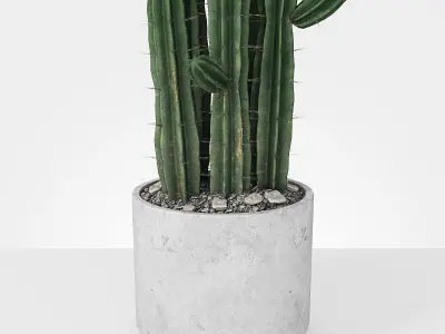 Plant 6 2 two cactus plants in pot 3D model