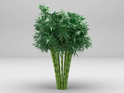 Bamboo plant 3D model