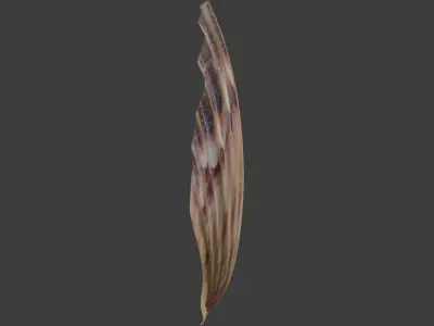 Seashell 3D model