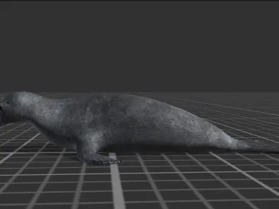 Arctic Seal Low-poly 3D model