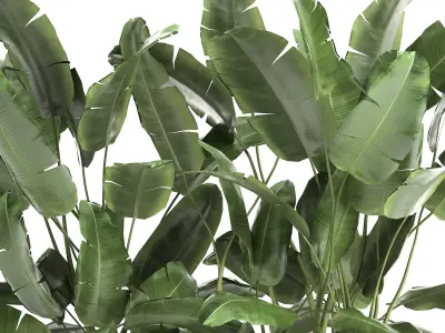 Banana bush in a pot for the interior 866 3D model
