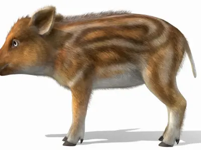 Wild Boar - Young Low-poly 3D model