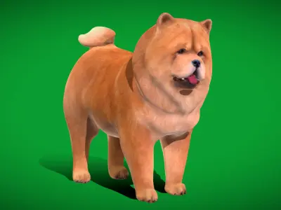 Chow Chow Dog Low-poly 3D model