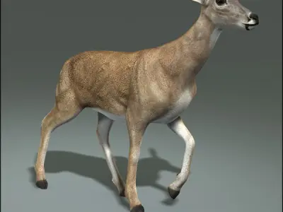 Doe ANIMATED 3D model