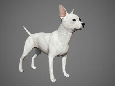 Chihuahua Real-Time Low-poly 3D model