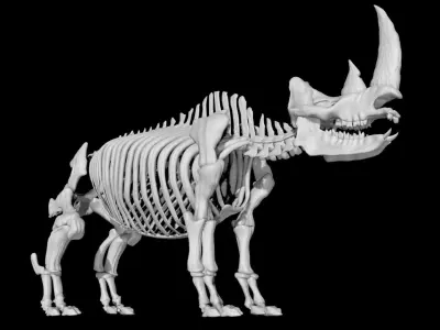 Rhino skeleton Low-poly 3D model