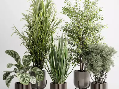 Tree bush palm plant in a Wooden pot - Indoor Plant 662  3D model