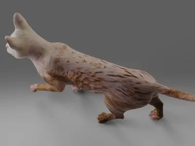 Cat White Rigged in Blender  Low-poly 3D model