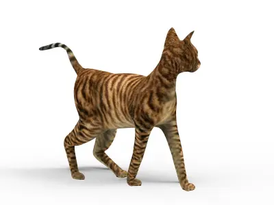 3D Cat Rigged model game ready  Low-poly 3D model