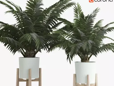 Palms In Pot 3D model