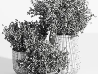 Outdoor Plants tree 05 3D model