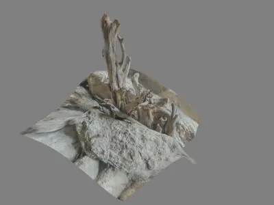 Dead tree on a rock Free low-poly 3D model