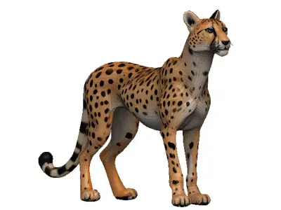 Cheetah Low-poly 3D model shop