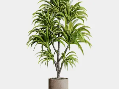 Indoor plant 16 3D model