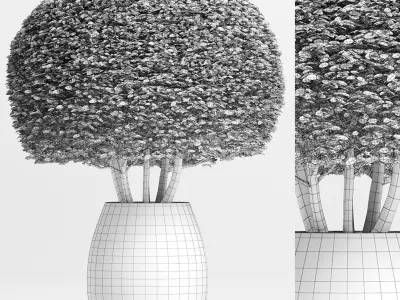 Plants Collection 150 Ligustrum Lucidum 3D model