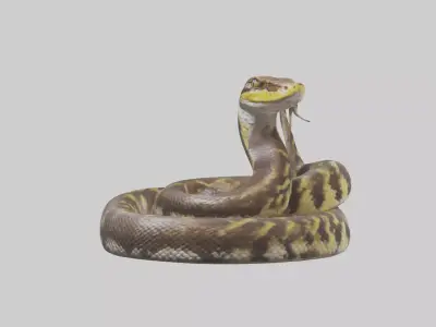 Burmese Python coiled model Low-poly 3D model