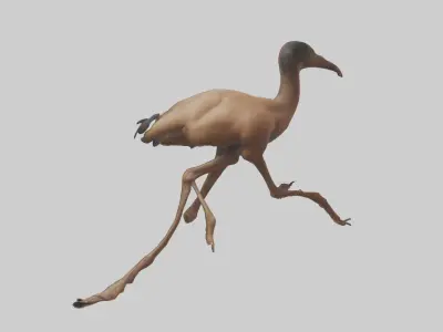 Nandu Rhea running model Low-poly 3D model