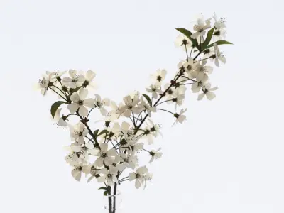 Twig with white flowers in a glass vase 3D model