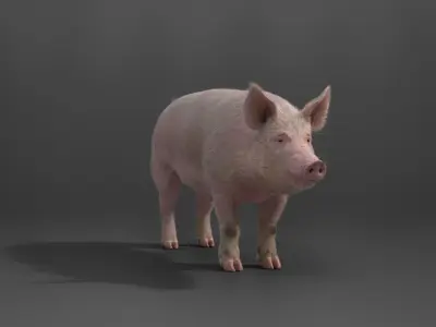 Male Pig with 2 Animations VFX Grace 3D model