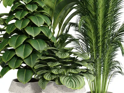 Indoor plant collection 09 3D model