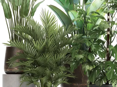 Houseplants in a flowerpot for the interior 1031 3D model