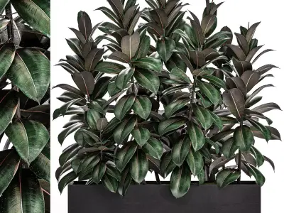 Ficus robusta in a black flowerpot 514 3D model