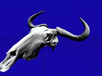 Wildebeeste Skull 3D model