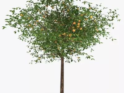 Mandarin tree Free 3D model