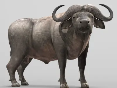 Cape Buffalo 3D model