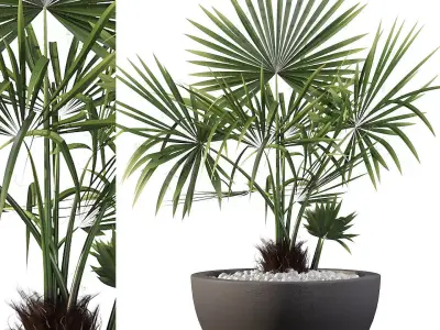 Washingtonia filifera palm 3D model