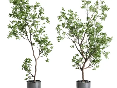 indoor plant set 651 pot tree in a concrete dirt vase 3D model